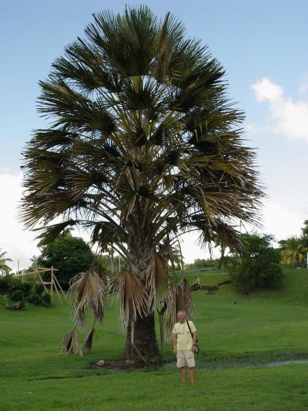 Martinique Juillet 2004